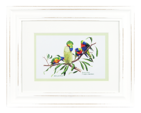 ASHDENE Framed Print Birds of Australia Lorrikeet