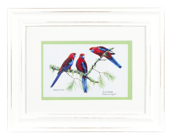 ASHDENE Framed Print Birds of Australia Rosella
