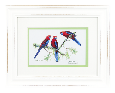 ASHDENE Framed Print Birds of Australia Rosella