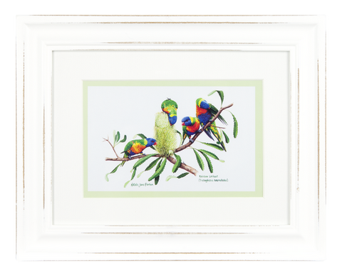 ASHDENE Framed Print Birds of Australia Lorrikeet