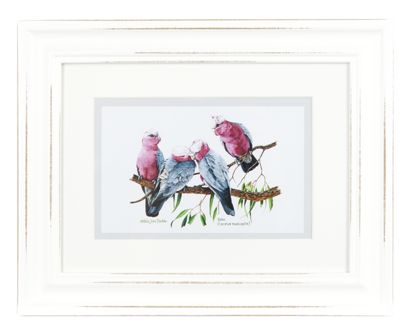 ASHDENE Framed Print Birds of Australia Galah