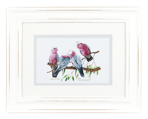 ASHDENE Framed Print Birds of Australia Galah