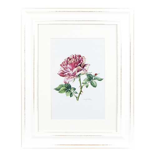 ASHDENE Framed Print The Rose Matisse