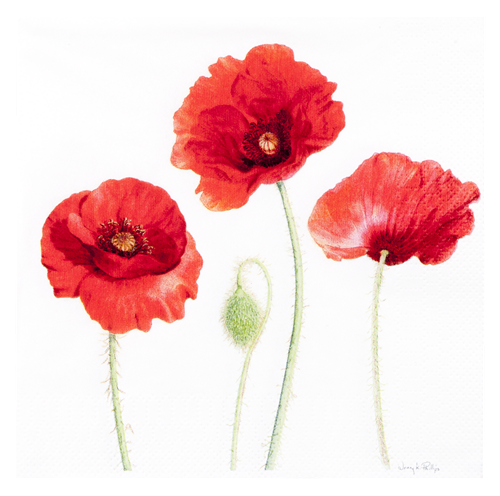 ASHDENE Napkins Poppies